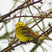 Yellowhammer